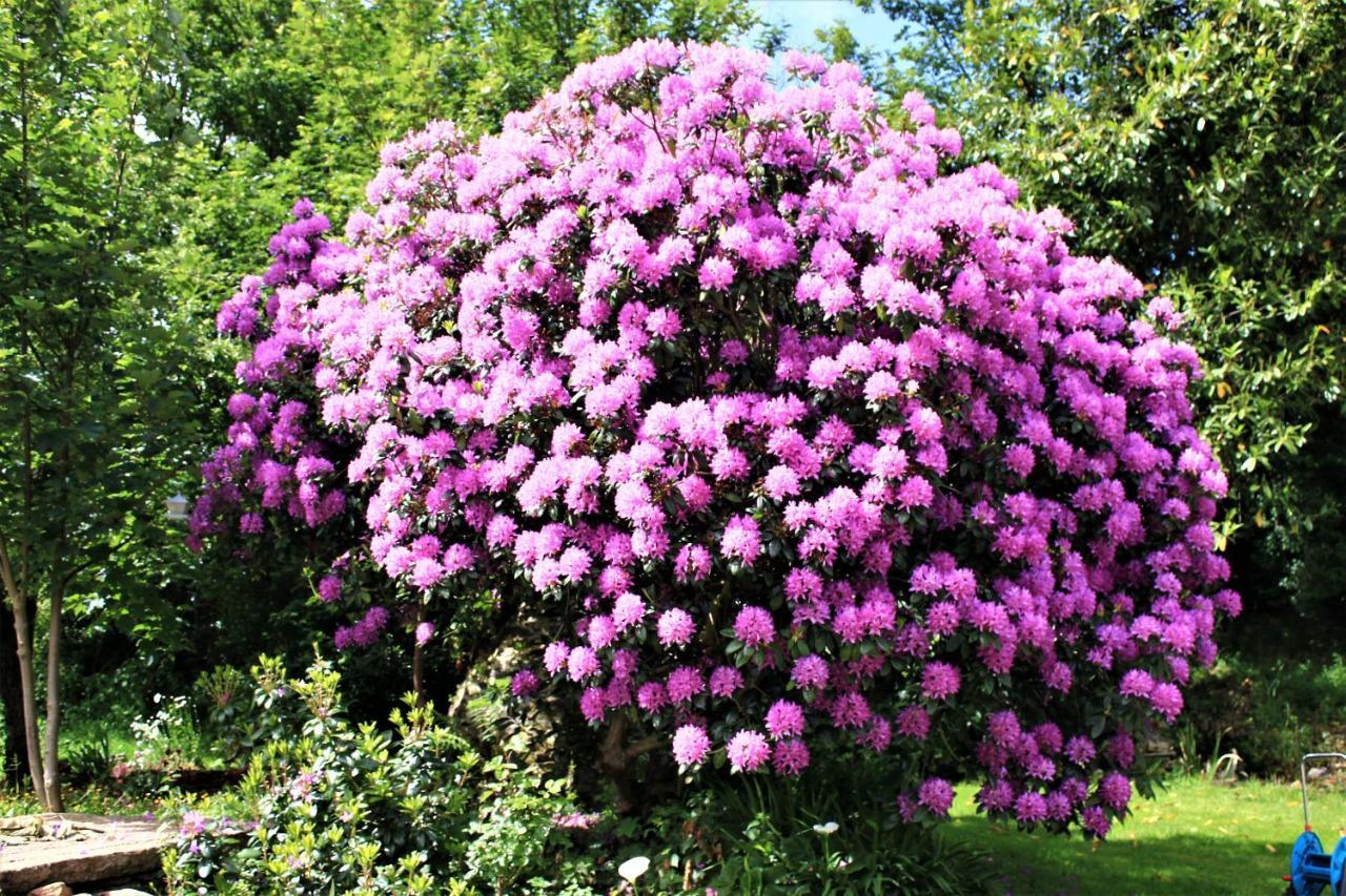 Keryerna Ar C'Haouled "Aux Hortensias" Clevacance Saint-Méen Exterior foto